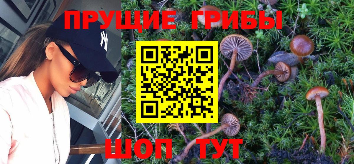 Большой Камень  Галлюциногенные грибы Psilocybe  Вход с VPN 